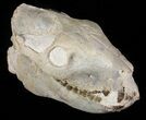 Nice, Oreodont (Merycoidodon) Skull - South Dakota #50811-5